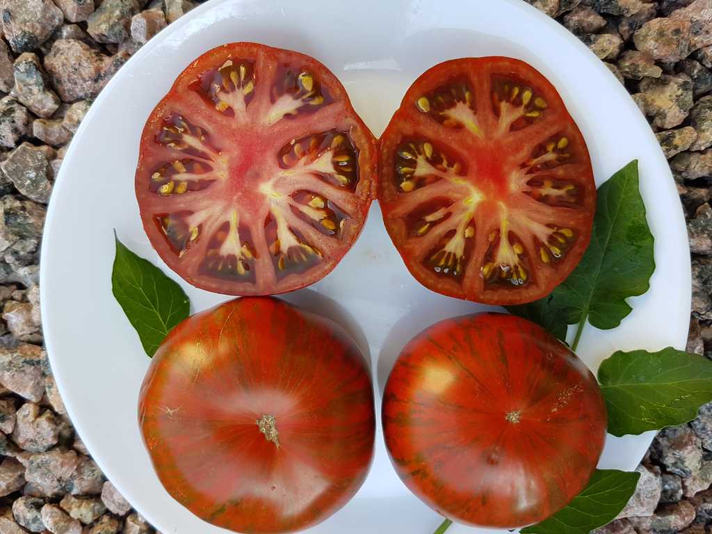 Siegel’s Dark Stripes